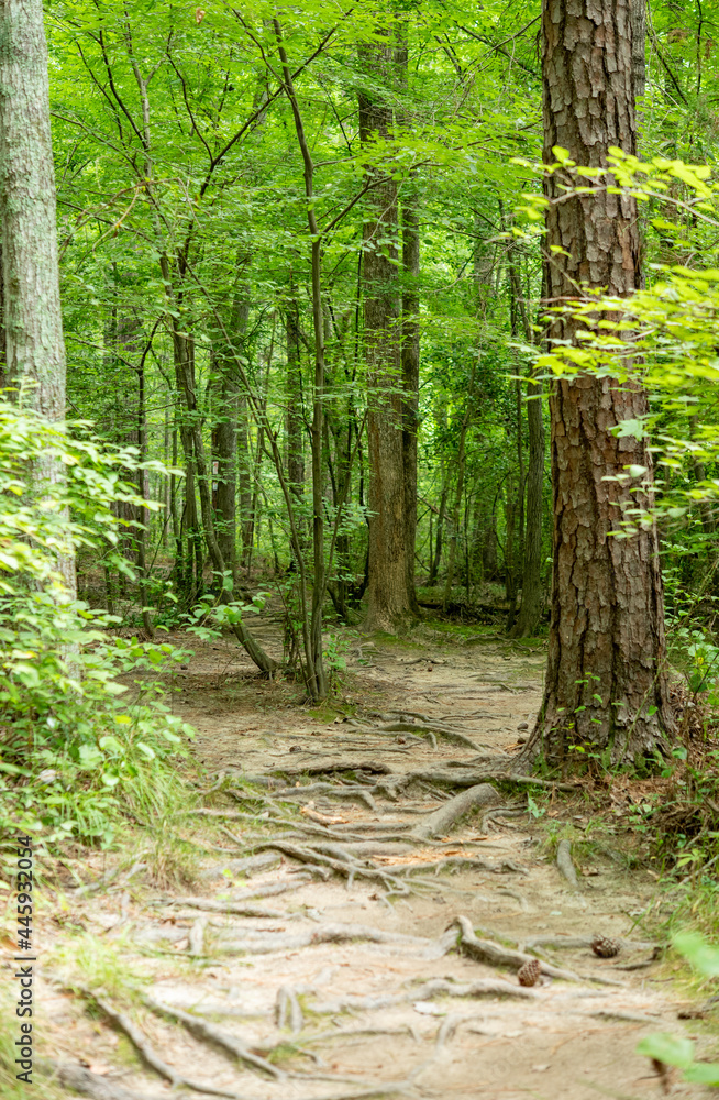 Obraz premium Dried Up Swamp
