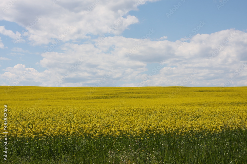 A canola field waves in the summer sun