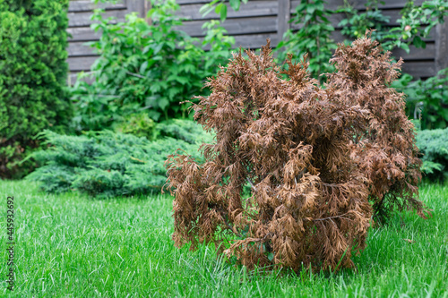 Dried damaged thuja in green garden, other green bright thujes grow near, damade caused by drought, wrong cultivation and gardening