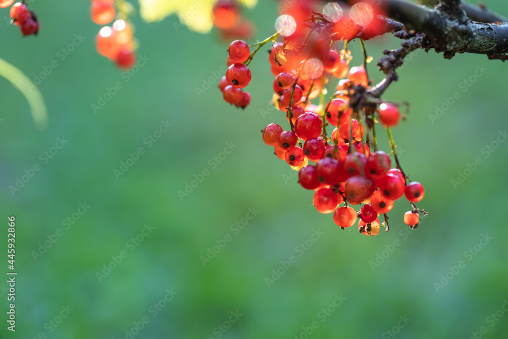 Fototapeta premium A branch with ripe red currant berries against the background of the garden. Copyspace