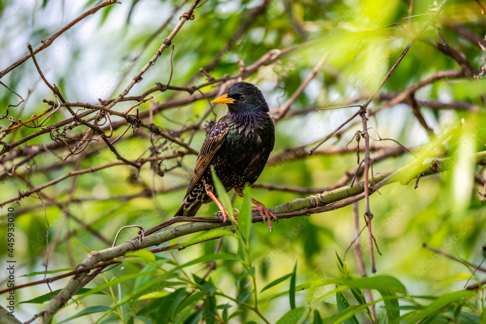 European Starling sitting on the tree branch European Starling sitting on the tree branch