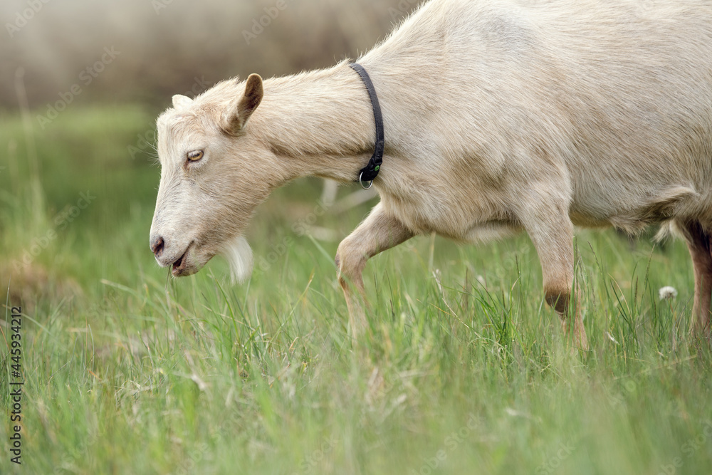 Obraz premium Beige old goat with experience looking for tastier plants in a meadow