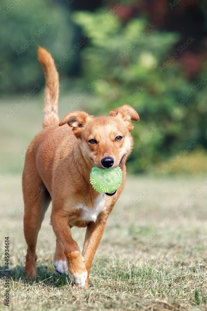 The brown dog ran with a raised tail and brought the green ball The brown dog ran with a raised tail and brought the green ball
