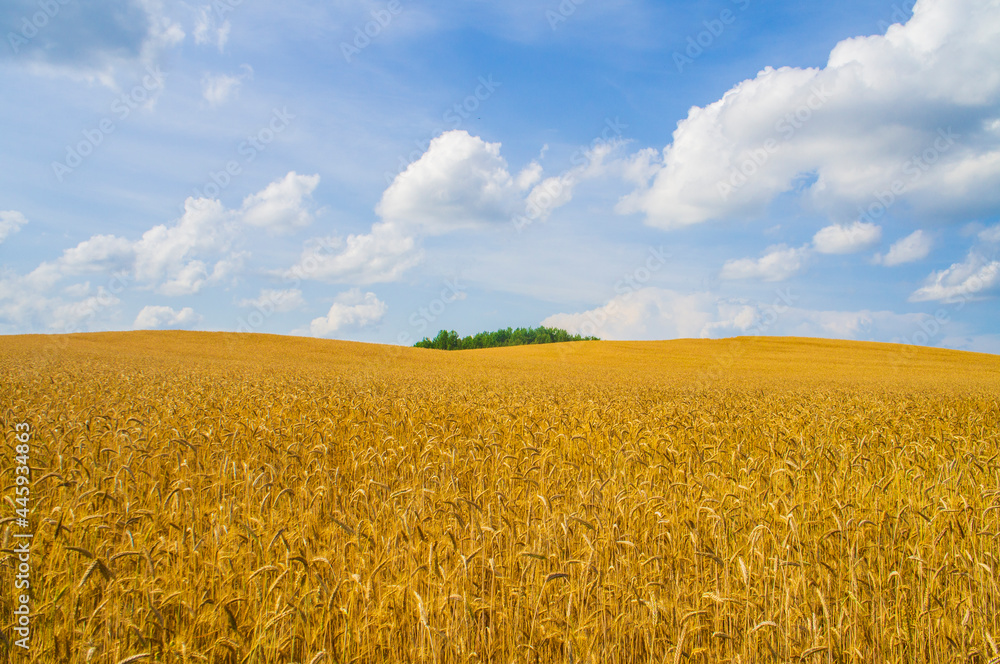 Ripe harvest field of ears of wheat rye in a landscape with blue sky Ripe harvest field of ears of wheat rye in a landscape with blue sky