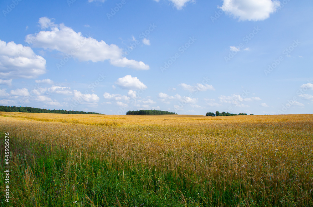 Ripe harvest field of ears of wheat rye in a landscape with blue sky