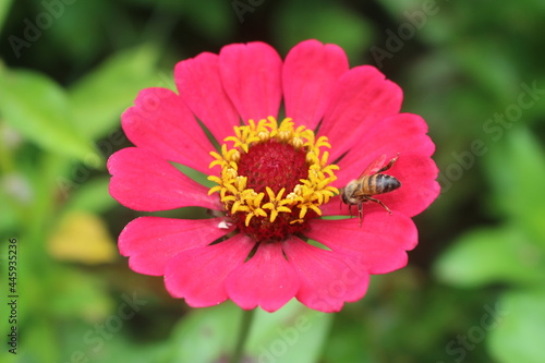 Flor Rosada con abeja   Perú © yeralcastillo