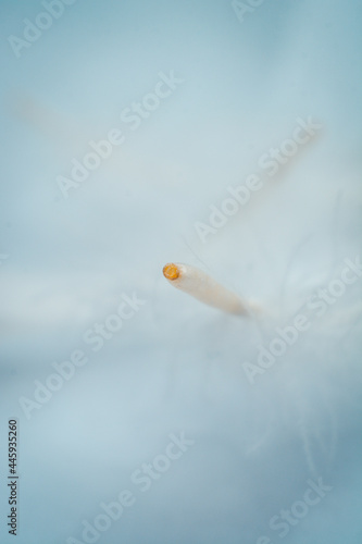 white fluffy down of a bird on a white background. Soft feather texture on a white background. Light white wallpaper on a theme, a background of white bird fluff, a poster on the wall. Vertical image