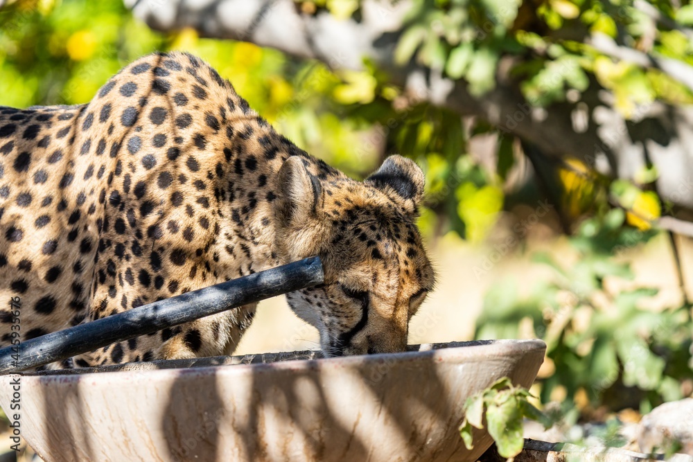 Obraz premium Cheetah on a farm