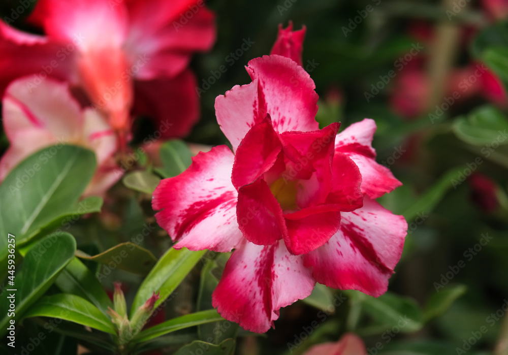 Adenium multiflora (Latin - Adenium Multiflorum)