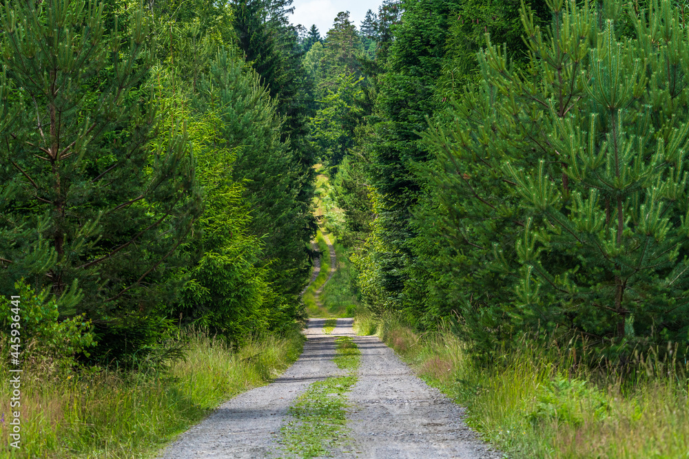 Walking path in forest. Forest road.