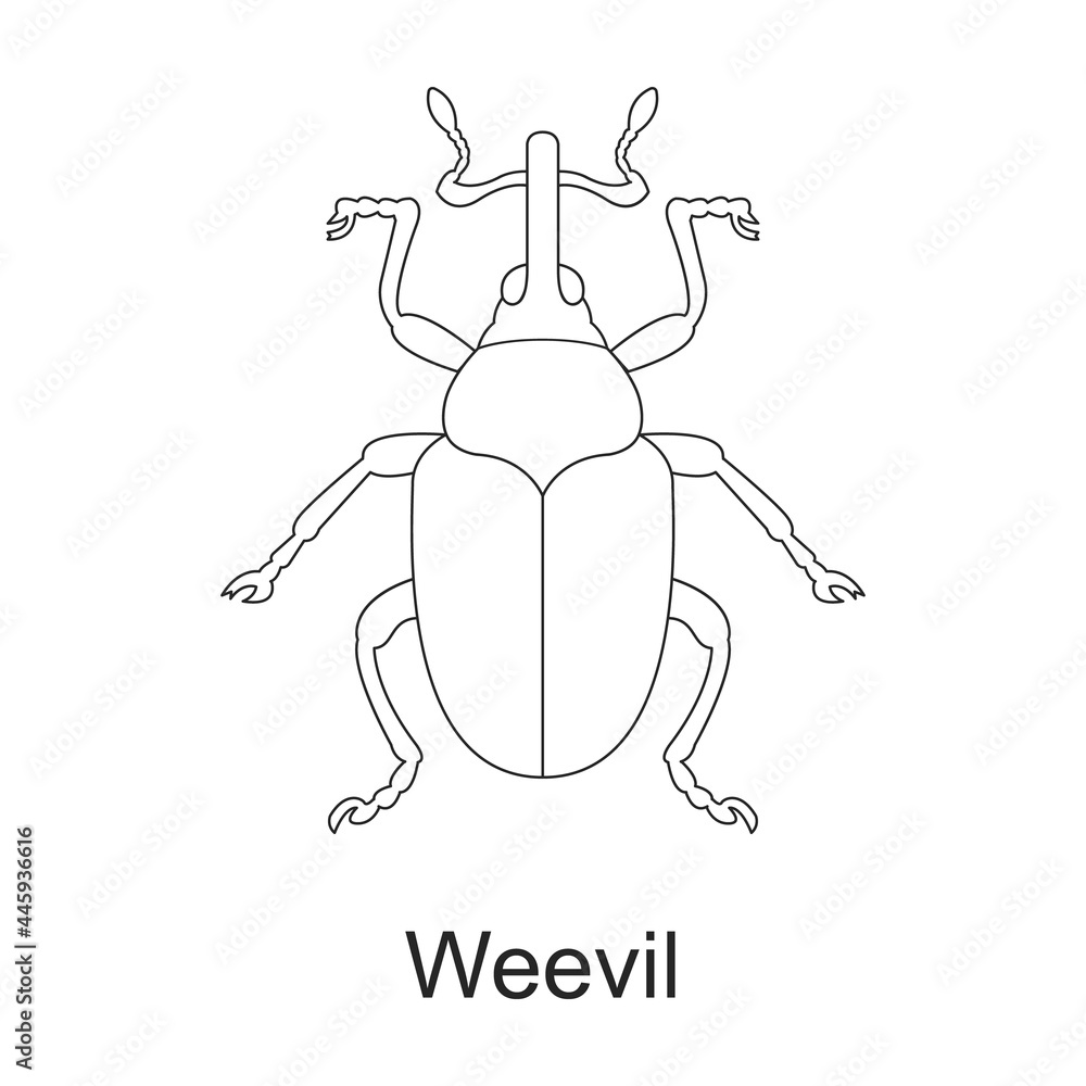 Fototapeta premium Beetle insect vector outline icon. Vector illustration bug insect on white background. Isolated outline illustration icon of beetle pest .
