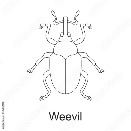 Beetle insect vector outline icon. Vector illustration bug insect on white background. Isolated outline illustration icon of beetle pest . © VectorVicePhoto