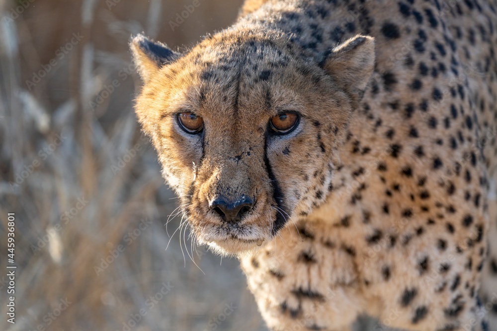 Fototapeta premium Angry cheetah