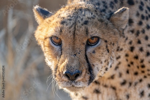 Angry cheetah