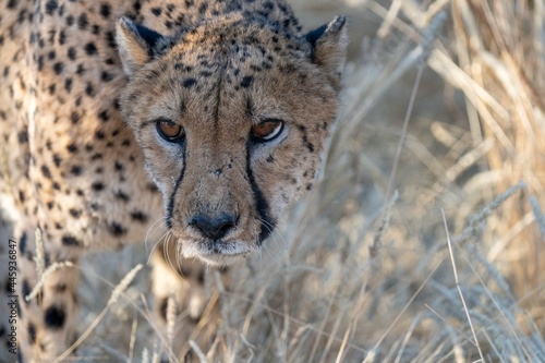 Angry cheetah