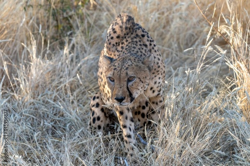 Angry cheetah