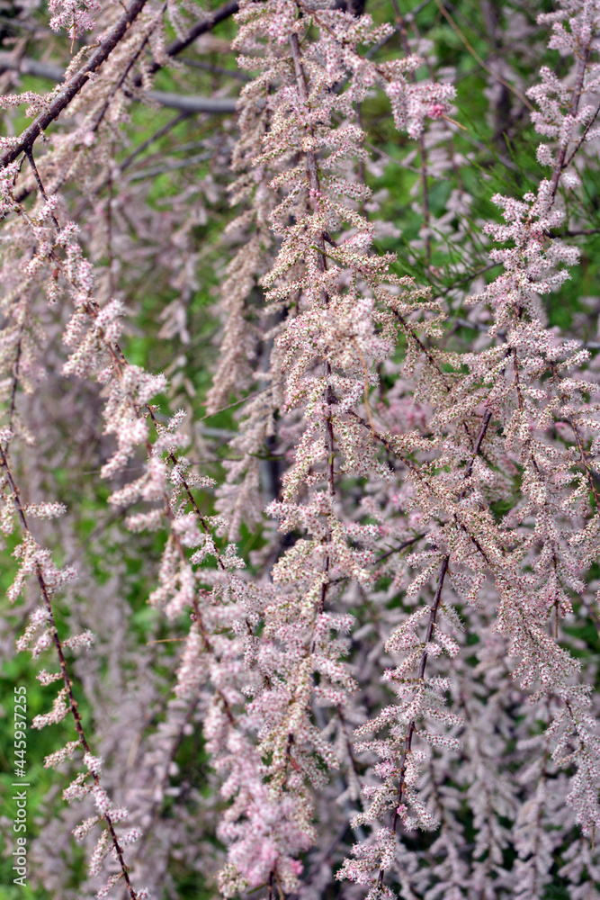 Obraz premium In the spring, tamarix grows in nature