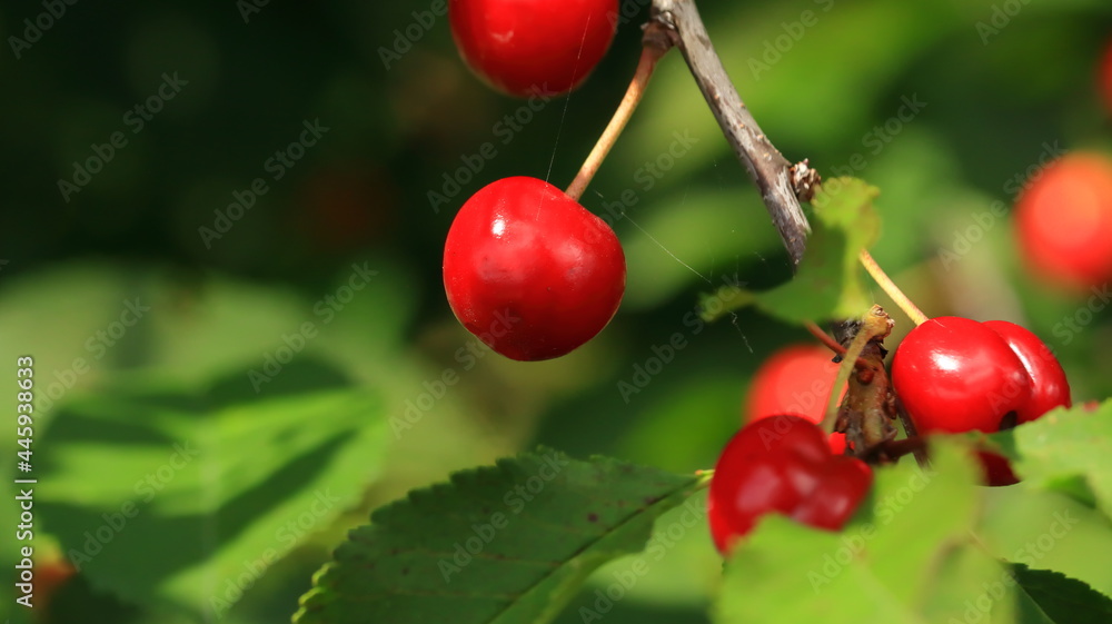 wiśnia, Cherry wiśnia, Cherry