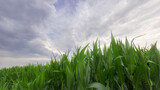 Kukurydza,.. Zielone pole kukurydzy na błękitnym tle chmurnego nieba.