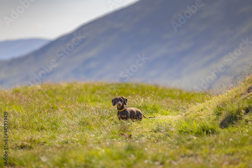 Miniature Dachshund in the Lake District, UK © David Pecheux