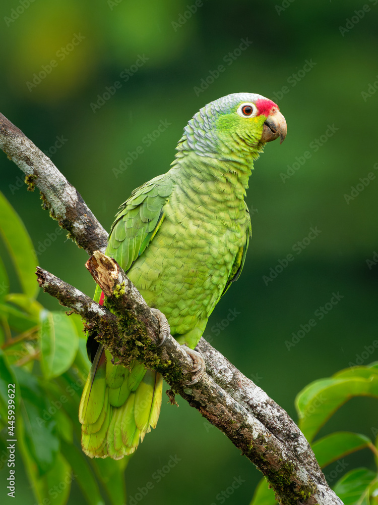 Obraz premium Red-lored Amazon or Red-lored Parrot - Amazona autumnalis, amazon parrot, native to tropical regions of the Americas, from Mexico south to Ecuador, green bird on the branch in the forest