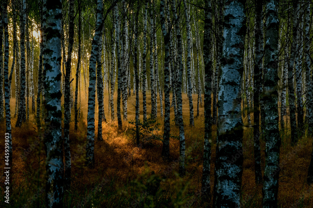 forest in autumn