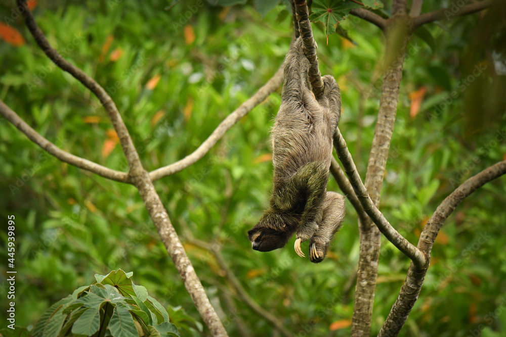 Brown-throated sloth - Bradypus variegatus species of three-toed sloth found in the Neotropical realm of Central and South America, mammal found in the forests of South and Central America