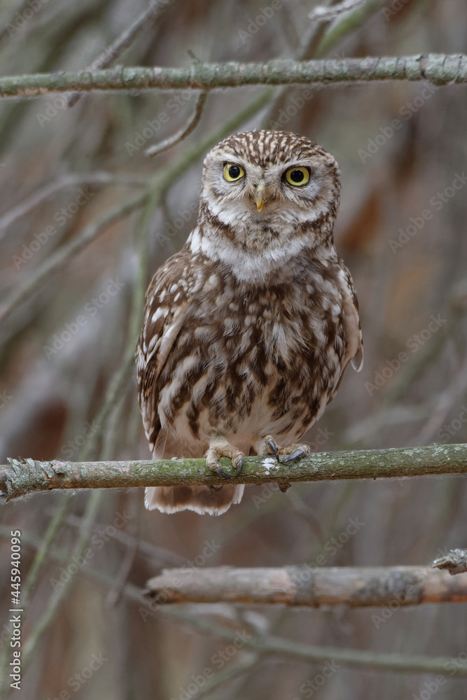 Little Owl (Athene noctua) on a branch Little Owl (Athene noctua) on a branch