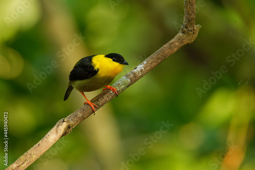 Golden-collared manakin - Manacus vitellinus black and yellow bird in family Pipridae, found in Colombia and Panama in subtropical or tropical moist lowland forest and degraded former forest