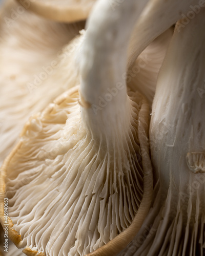 Closeup of mushrooms against grey background