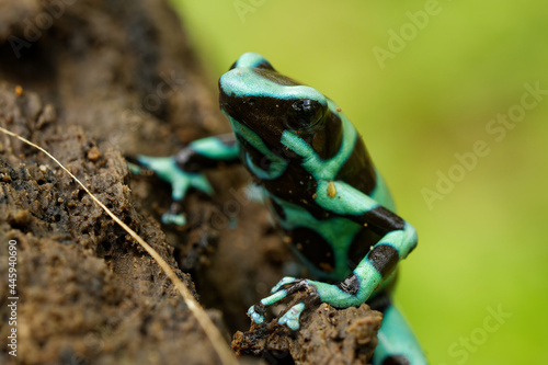 Slika na platnu Dendrobates auratus - Green and black poison dart frog also green-and-black pois