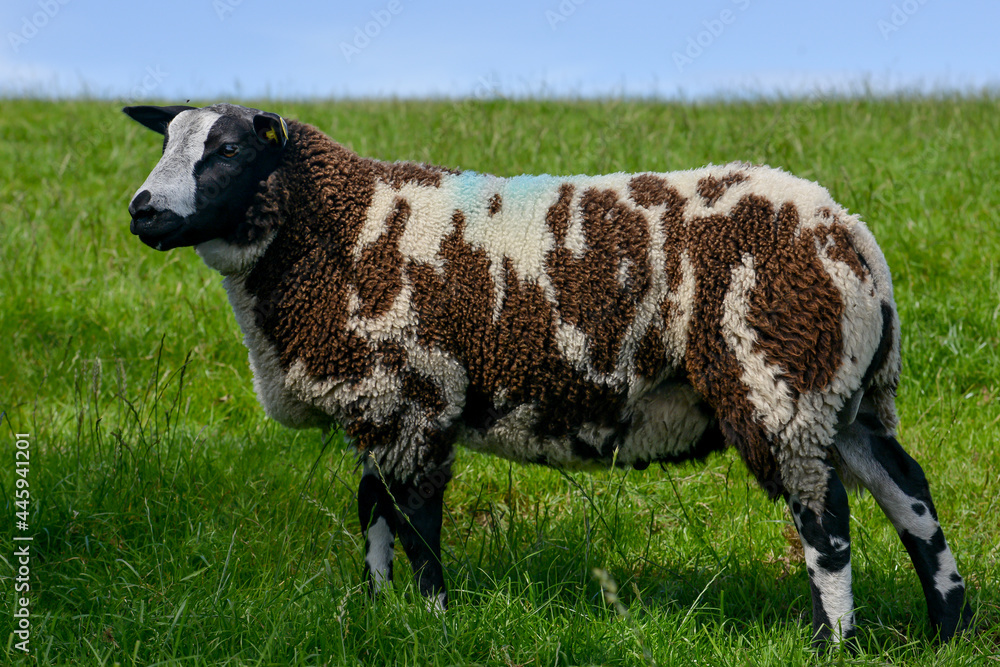Fototapeta premium Adorable sheep stood in field.