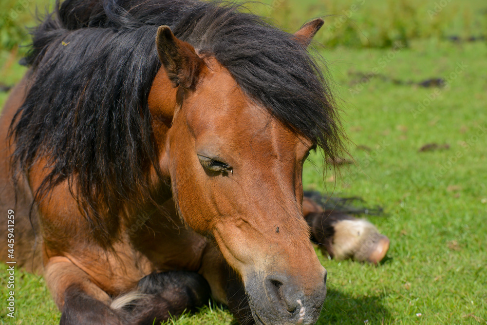 Portrait of an overweight horse in the field Portrait of an overweight horse in the field