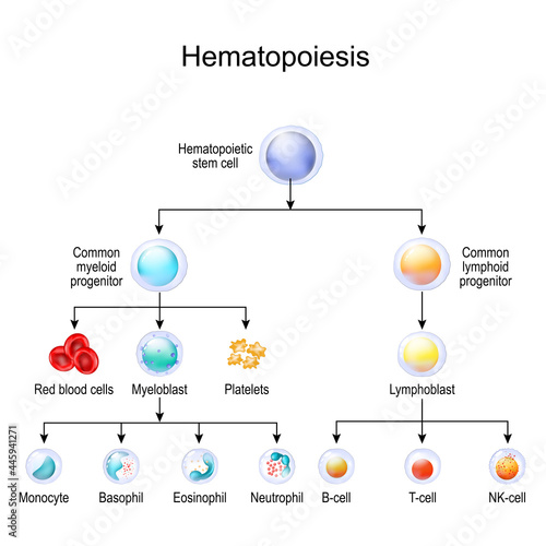 blood cell types. hematopoiesis