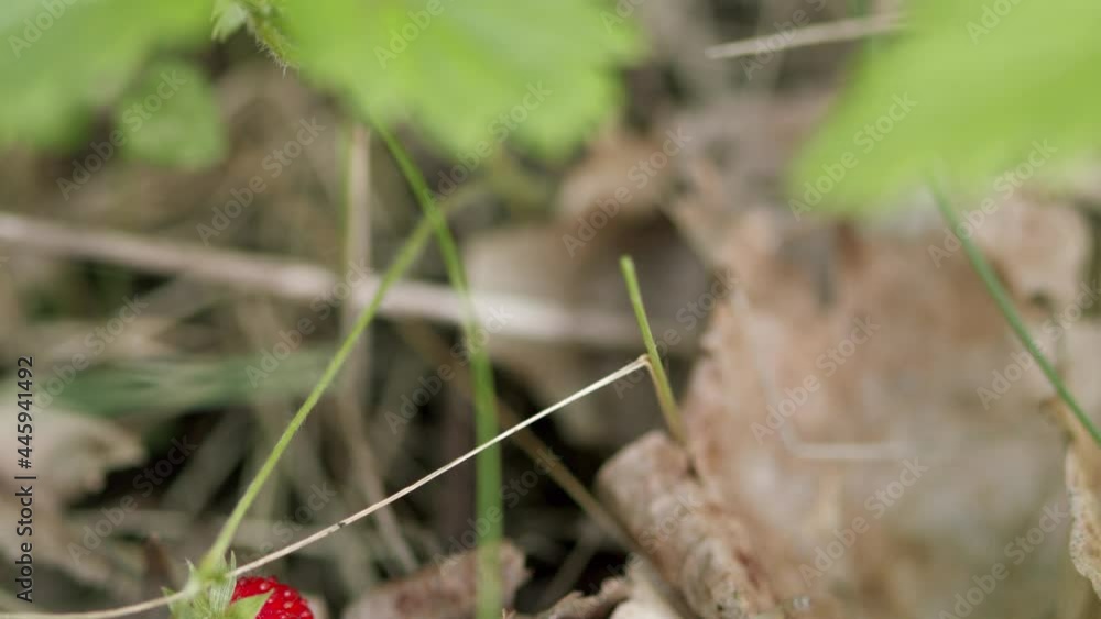 Wild strawberries in grass on a branch on a clear sunny day. Fragaria vesca. Tilt up. Wild strawberries in grass on a branch on a clear sunny day. Fragaria vesca. Tilt up.