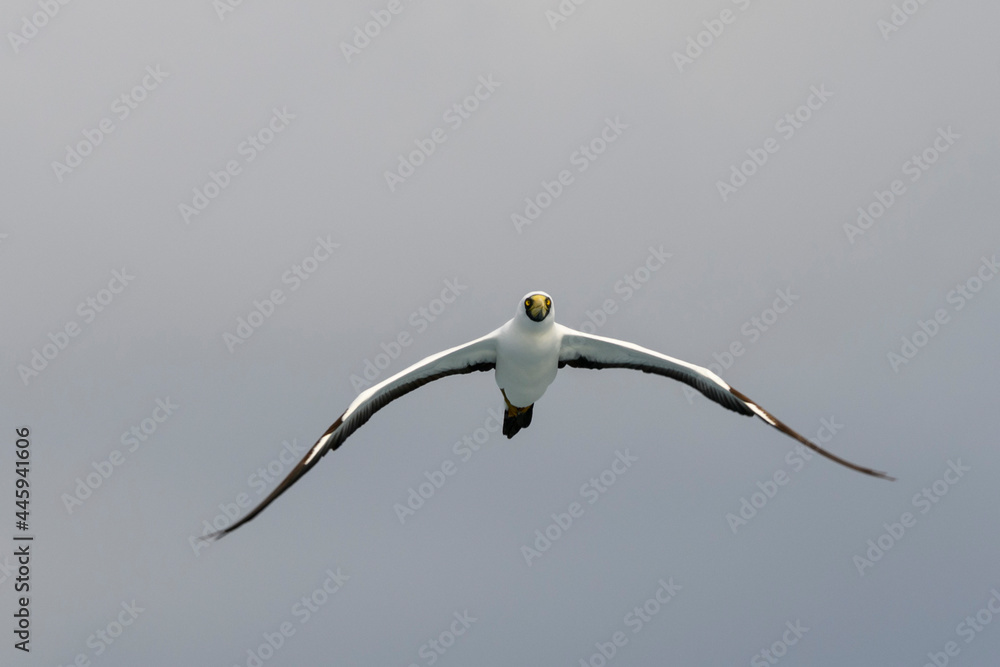 Flying gannet - large seabird with mainly white plumage Flying gannet - large seabird with mainly white plumage