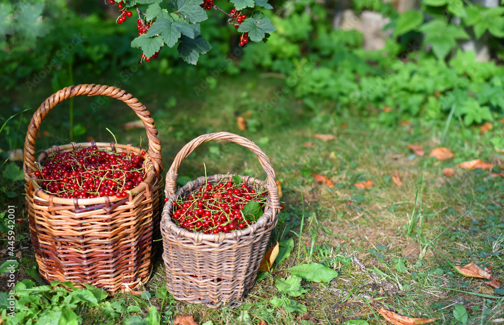 Wicker baskets full of red currants stand on the grass under a currant bush, from the branches of which ripe berries hang. A natural product!