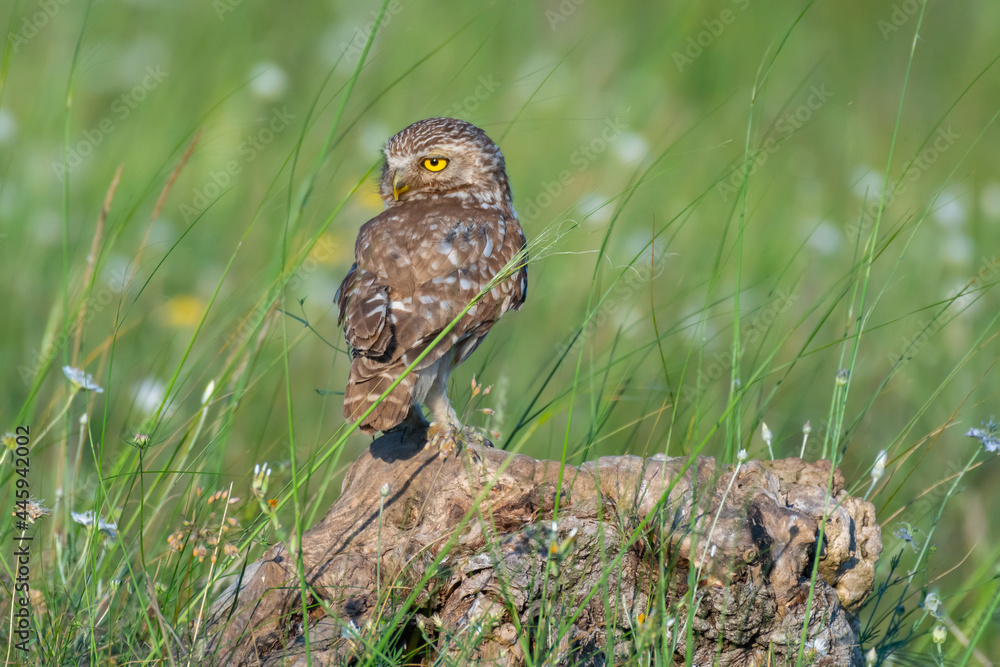 Little owl in natural habitat Athene noctua Little owl in natural habitat Athene noctua