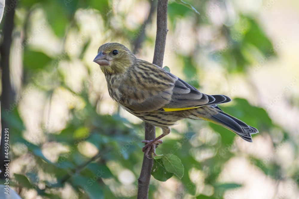 Young European greenfinch bird Chloris chloris in the wild Young European greenfinch bird Chloris chloris in the wild