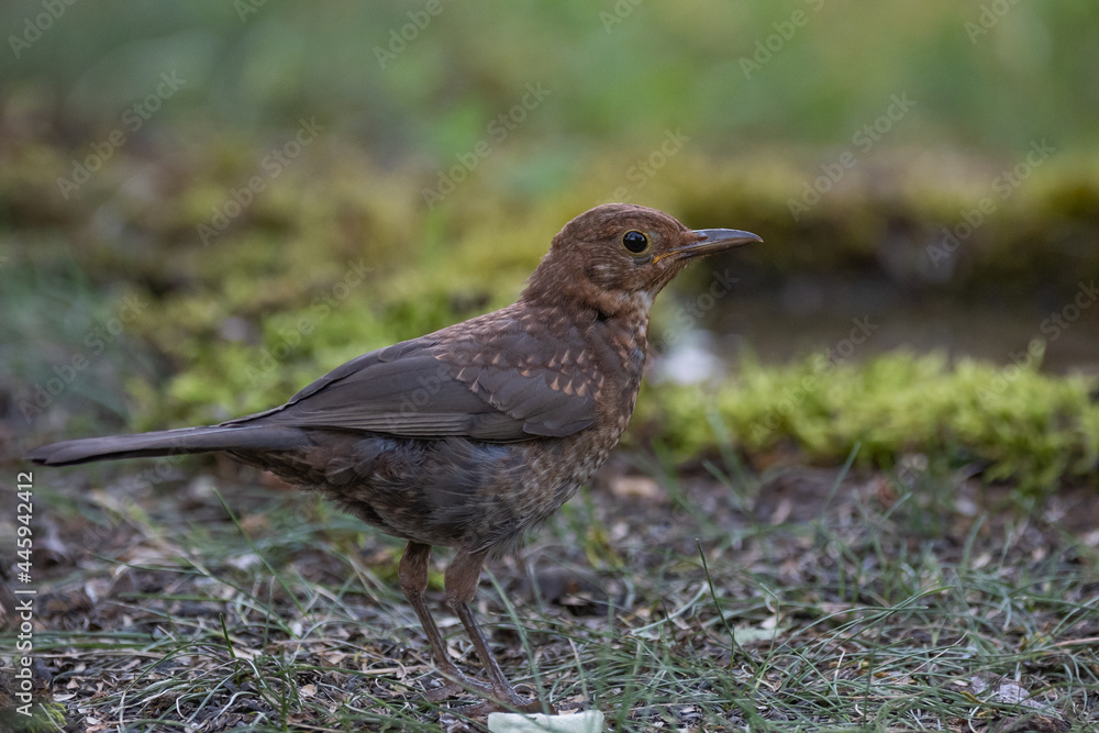 Juvenile blackbird, Turdus merula, in the wild Juvenile blackbird, Turdus merula, in the wild