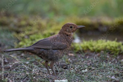 Juvenile blackbird, Turdus merula, in the wild