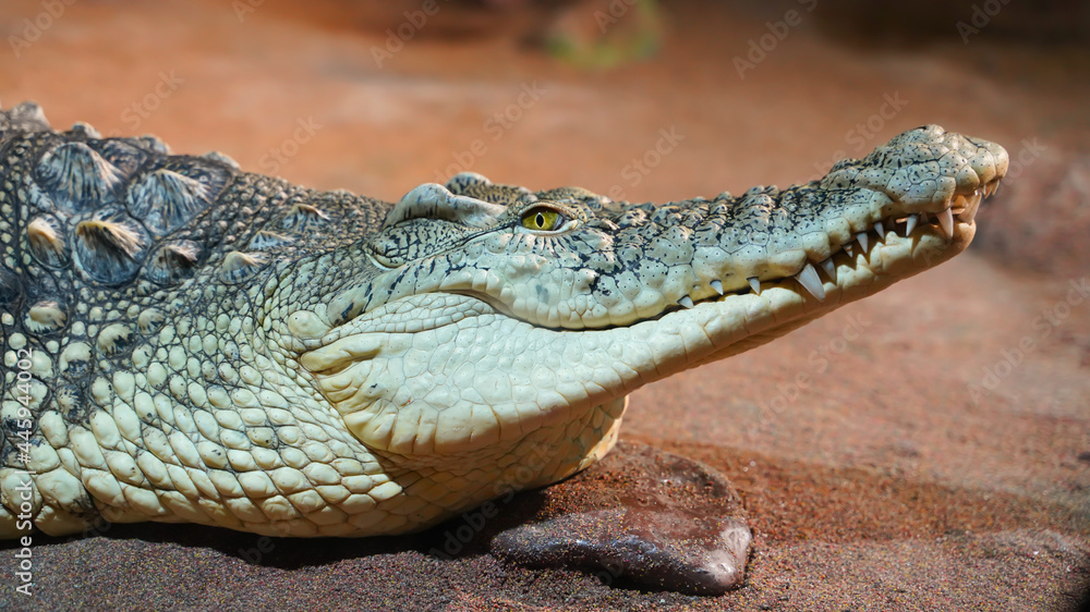 Head of lying crocodile resting without moving Head of lying crocodile resting without moving