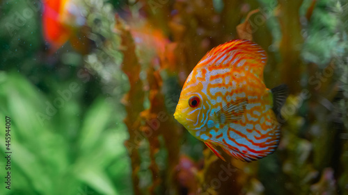 Colorful discus floating among algae in aquarium