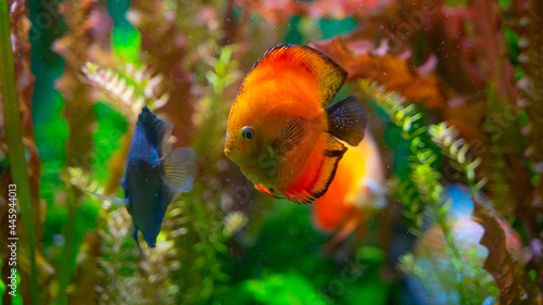 orange and blue discus floating among algae underwater