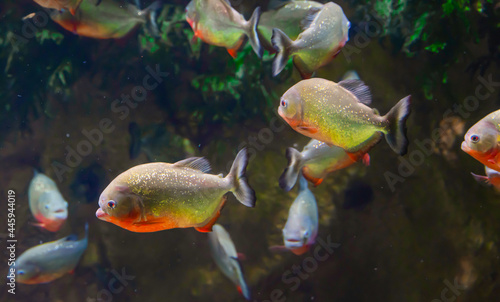 A lot of predatory of piranhas under water with algae