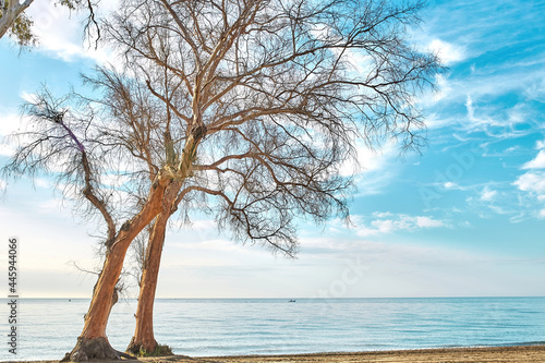 Fototapeta Naklejka Na Ścianę i Meble -  Beautiful beach with trees and turquoise sea against blue sky with clouds on sunny summer day. Perfect scenery for a relaxing vacation in Marbella.