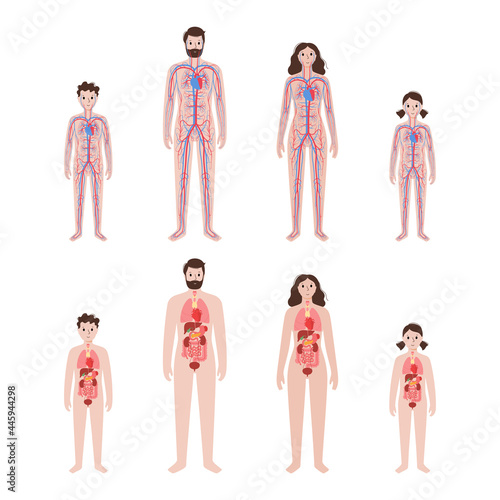 Circulatory system concept