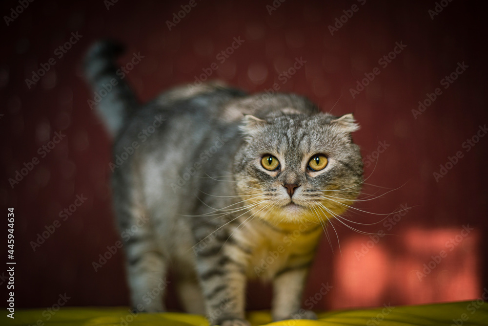 Naklejka premium portrait of a cute scottish fold cat on a yellow-red background, chinchilla color, funny cat stands on a yellow sofa and looks surprised