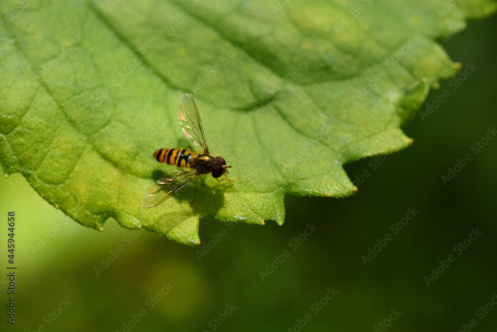 Close up of a small, yellow black striped, hover fly, on a green leaf in nature Close up of a small, yellow black striped, hover fly, on a green leaf in nature