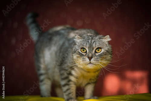 portrait of a cute scottish fold cat on a yellow-red background, chinchilla color, funny cat stands on a yellow sofa and looks surprised